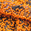 Egg-shell Slime Mould