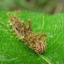 Adelpha Caterpillar