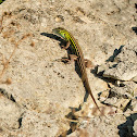 Six-lined Race Runner