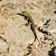 Six-lined Race Runner