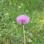 Texas Thistle