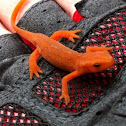 Newt