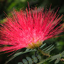 Calliandra sp
