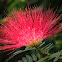 Calliandra sp