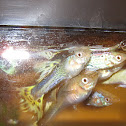 guppies
