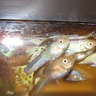 guppies
