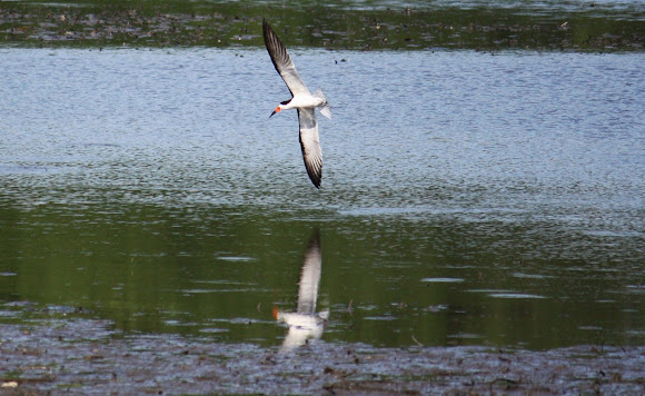 Spotting Image 1