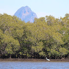 Great Egret