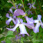 Virgin's Bower