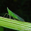Plant Hopper