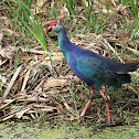 Purple Moorhen