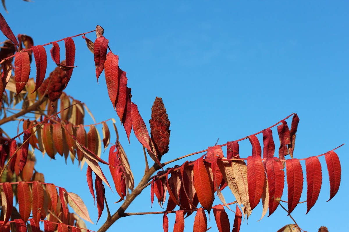 Staghorn Sumac