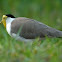Masked Lapwing