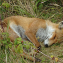 Red Fox