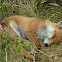 Red Fox