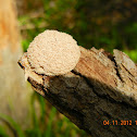 Fuligo slime mold