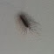 House centipede