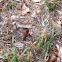 Tarantula Hawk