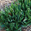 Tiger Lily Folage
