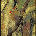 Northern Cardinal