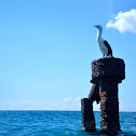 Pied Cormorant  