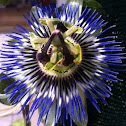 Flor de la pasión