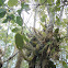 Orquidea