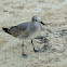 First Winter Laughing Gull