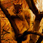 Eastern Gray Squirrel