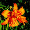 Daylily