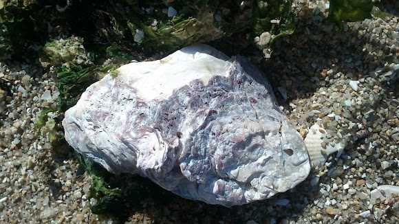 Spotting Image 1