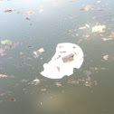 Woodhouse's Toad