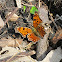 Comma
