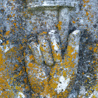 Lichen