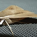 Pale Brown Hawk Moth