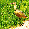 Long-billed Curlew