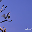 Little egret