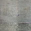 West Indian manatee