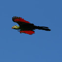 Knysna Turaco