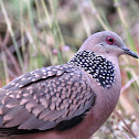 Spotted Dove