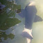 Nurse Shark