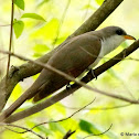 Yellow-billed cuckoo