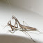 Praying mantis