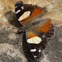 Yellow Admiral