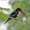 White-throated Kingfisher