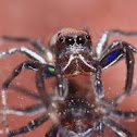 Male Banded Phintella
