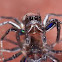Male Banded Phintella