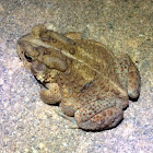Fowler's Toad