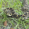 Eastern Diamondback Rattlesnake