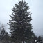 Norway spruce
